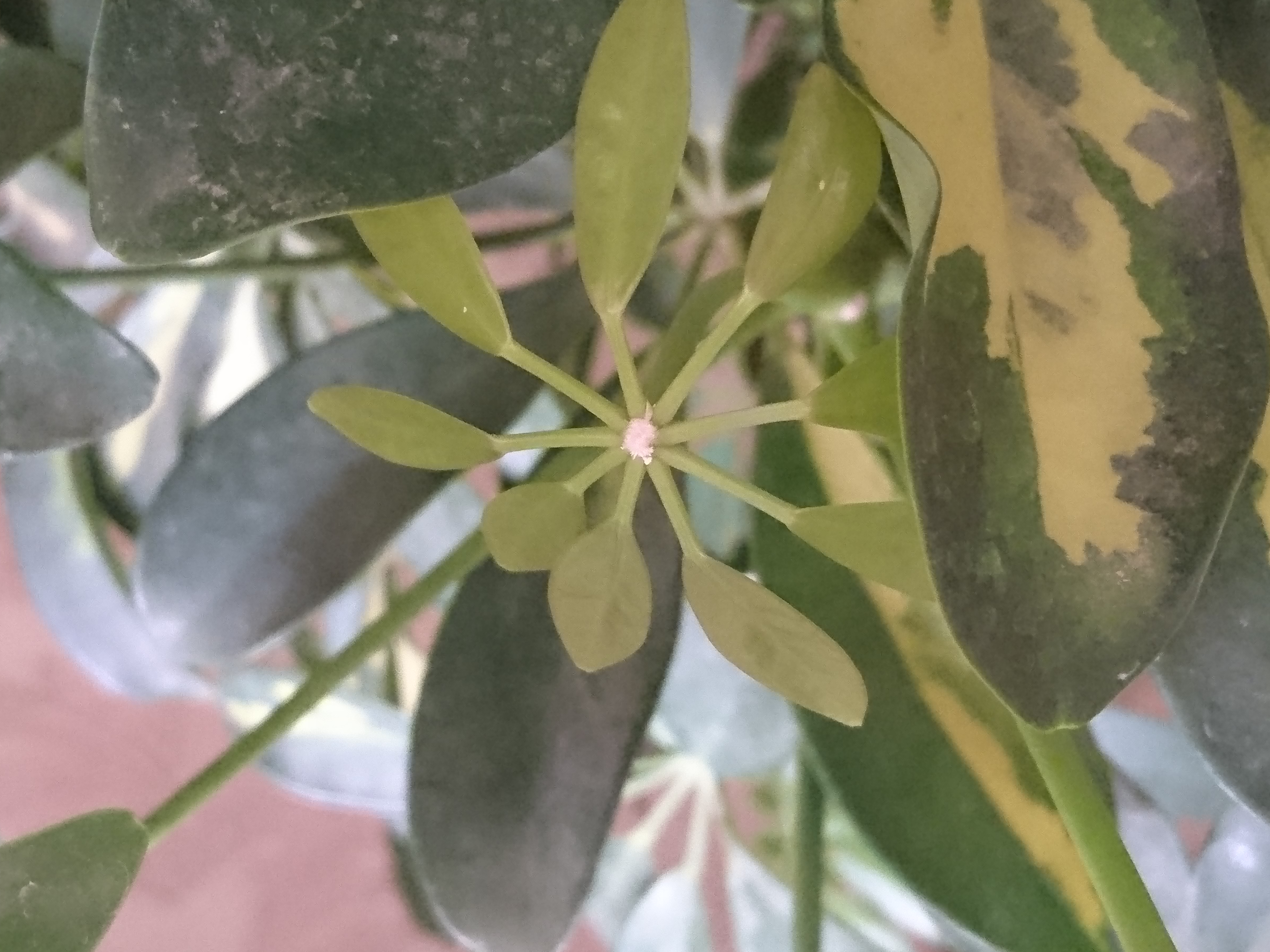 تصویر پرسش و پاسخ گیاه