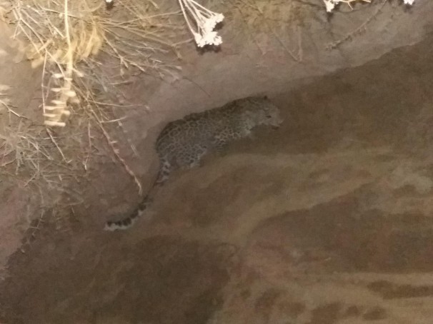 گربه سان