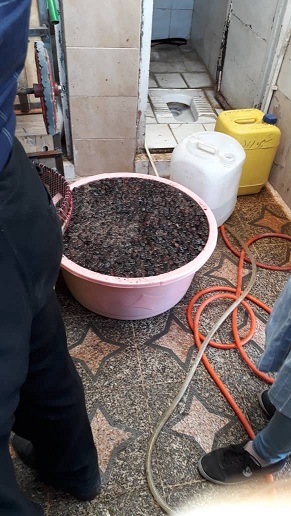 کارگاه آلوچه غیربهداشتی