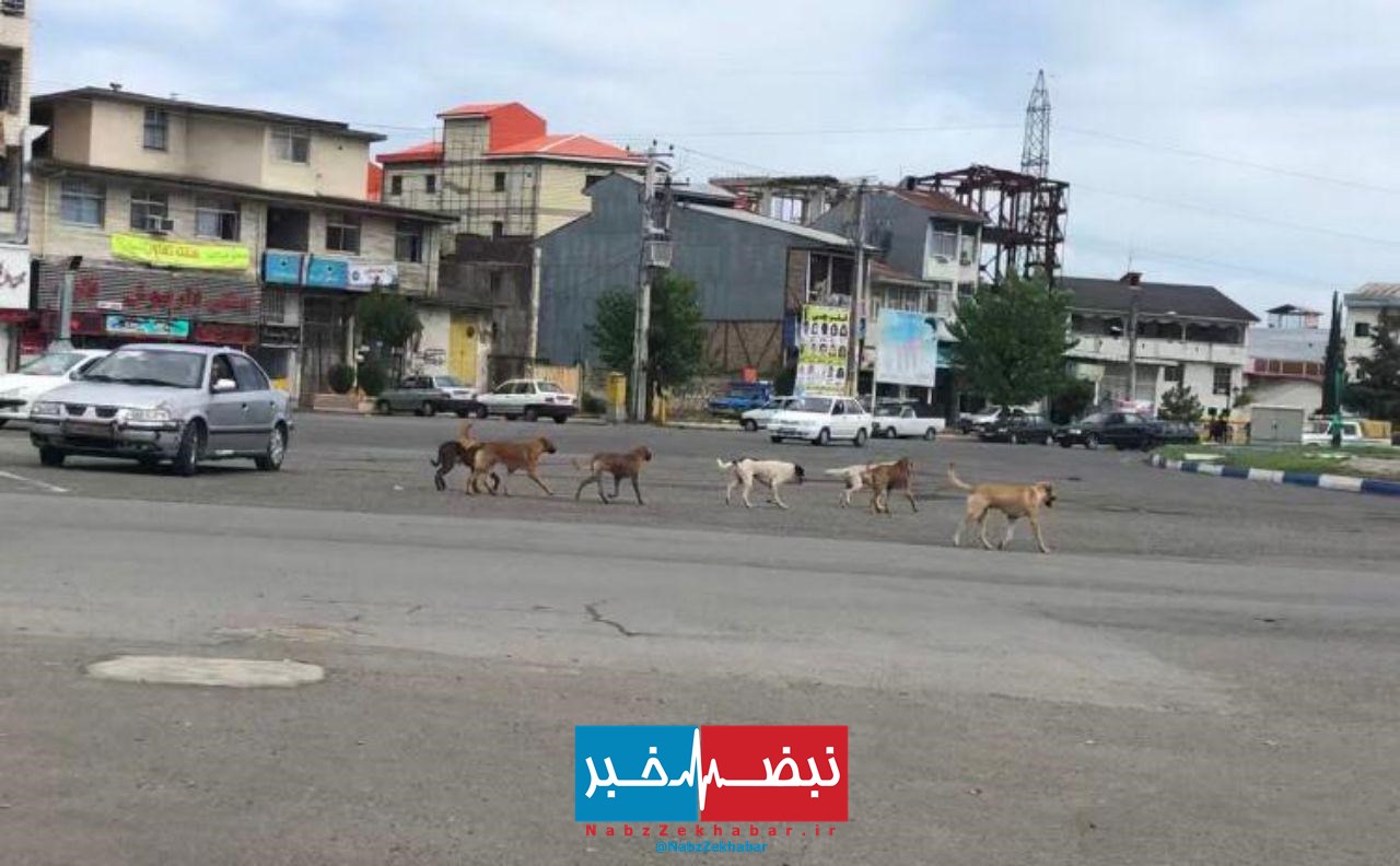 یک پسربچه ۶ ساله بر اثر حمله سگ ولگرد، جان خود را از دست داد 1 photo 2019 09 02 20 56 31