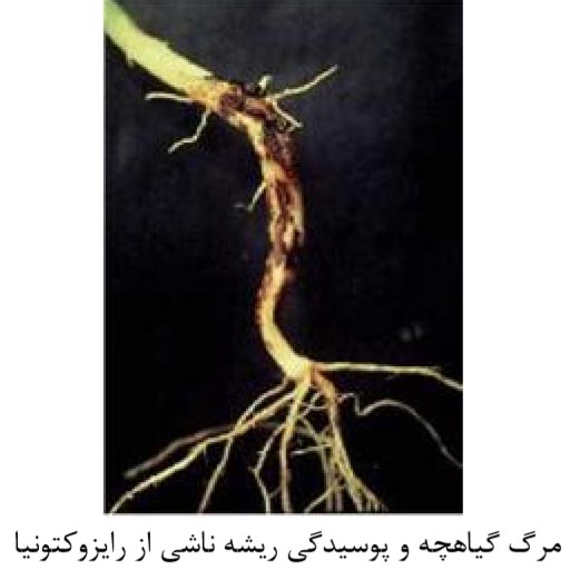 مرگ گیاهچه لوبیا و پوسیدگی ریشه ناشی از رایزوکتونیا