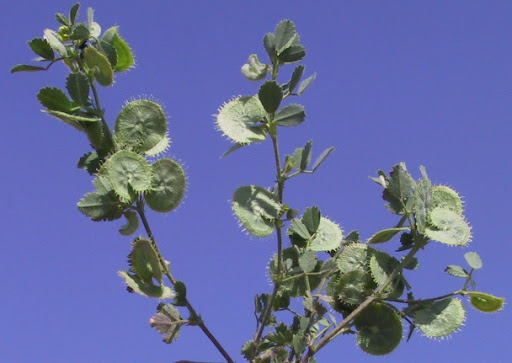 Medicago radiata L