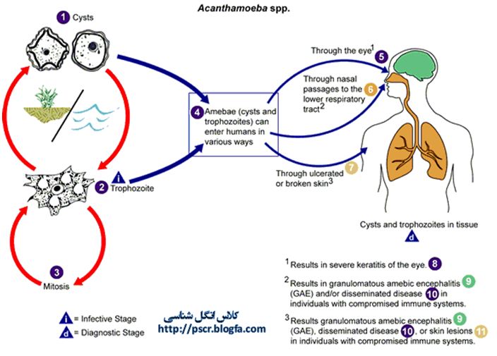 Pneumocystis Jiroveci Life Cycle 6682