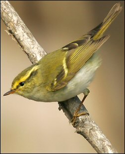 Phylloscopus_proregulus