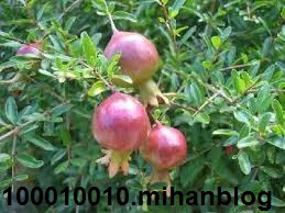دانلود آهنگ ترکی نارگیله