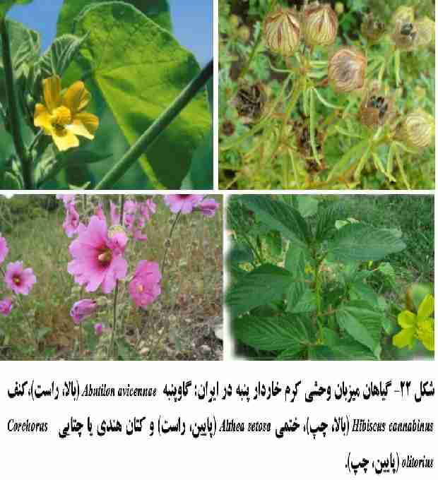 گیاهان وحشی میزبان کرم خاردار پنبه در ایران