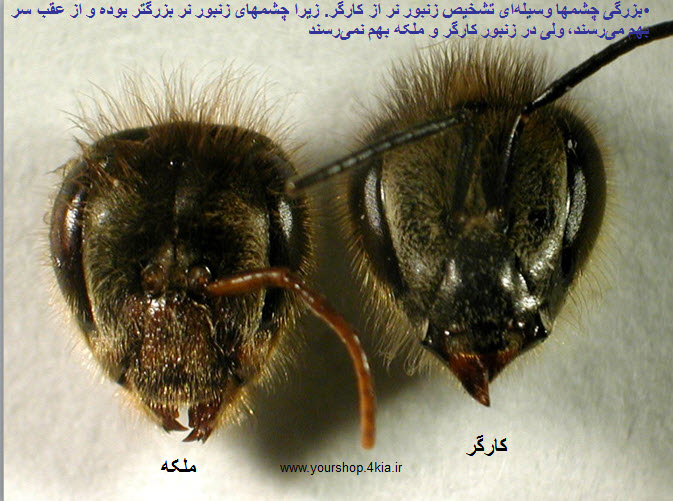 دانلود جزوه آناتومی زنبور عسل ، بیولوژی زنبور عسل ، تشریح زنبور عسل در قالب پاورپوینت ppt 